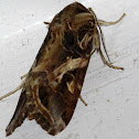 Tropical Armyworm Moth