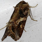 Tropical Armyworm Moth