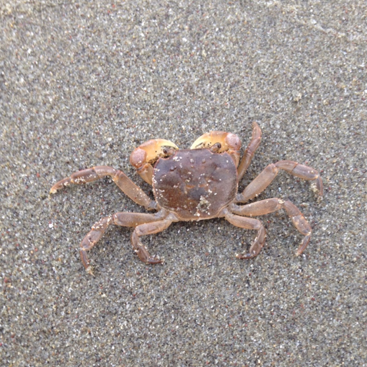 Smooth Shore Crab