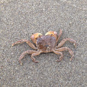 Smooth Shore Crab