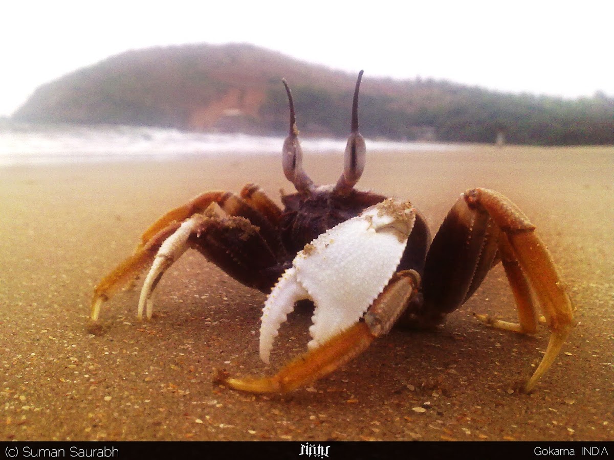 horn-eyed Ghost Crab