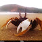horn-eyed Ghost Crab