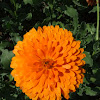 Pot Marigold cultivar