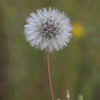 Dandelion Soft White Flower