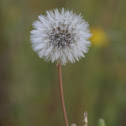 Dandelion Soft White Flower