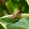 Immature Grasshopper