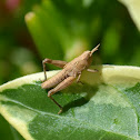 Immature Grasshopper