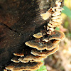 Turkey Tail Mushrooms