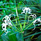spider lily, Spinnenlillie