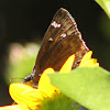 Horace's Duskywing Butterfly