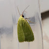 Green Bell Moth