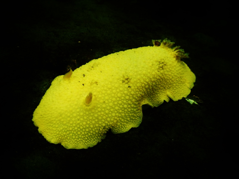 Lemon Peel Nudibranch