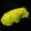 Lemon Peel Nudibranch