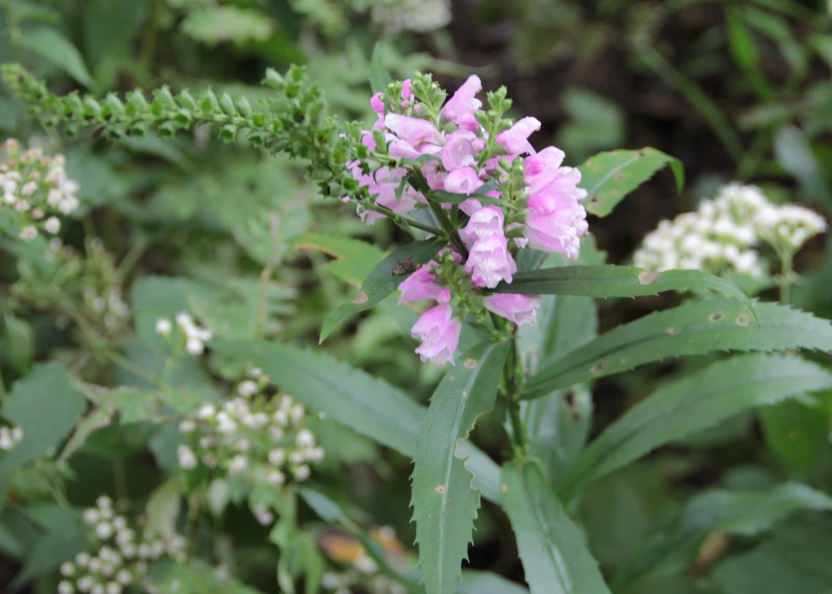 Obedient Plant