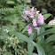 Obedient Plant