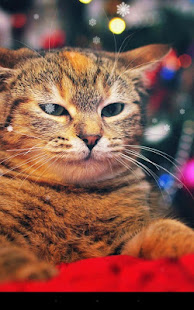 Xmas Cat Live Wallpaper(圖3)-速報App