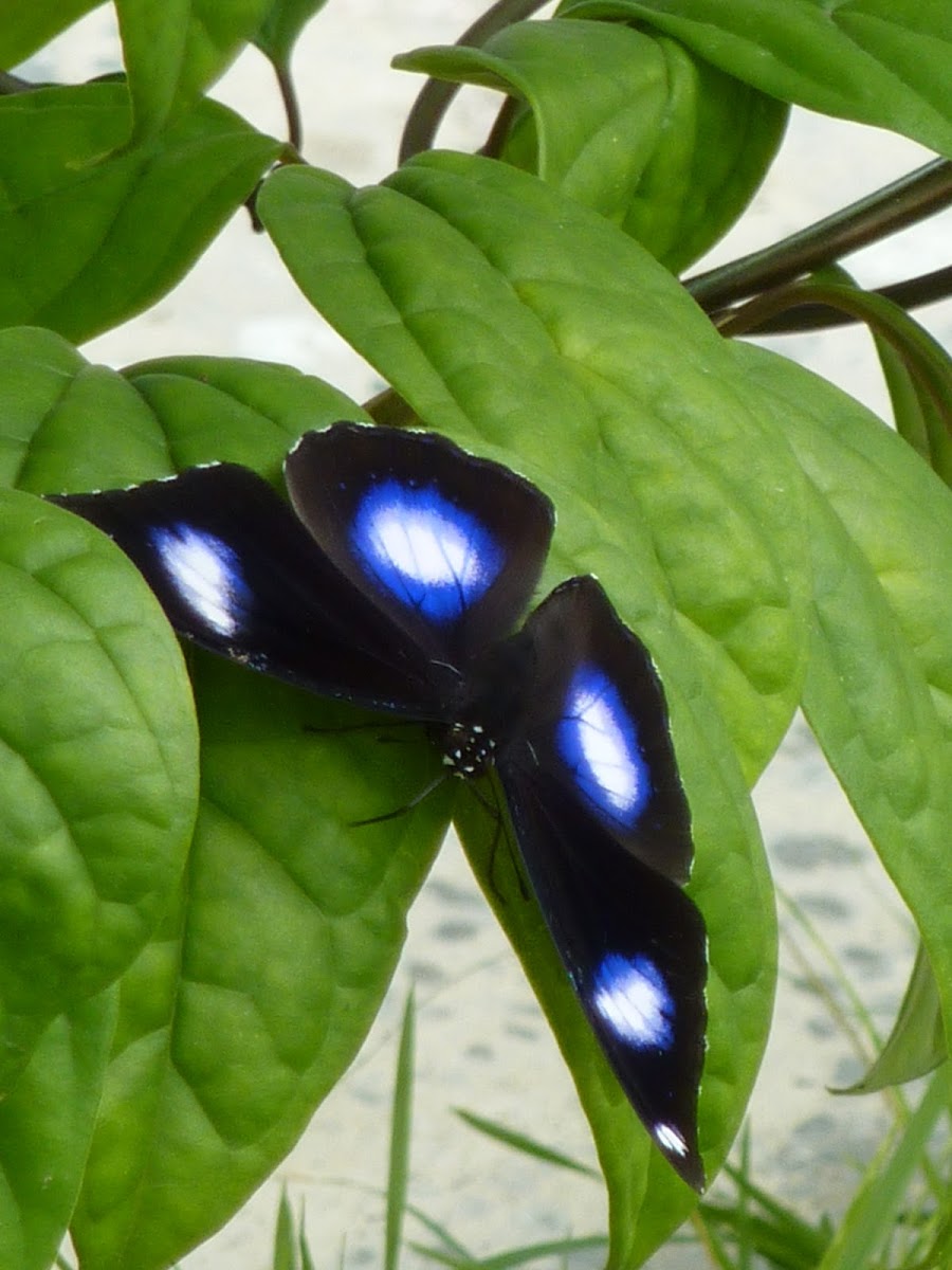 The Blue Moon Butterfly/The Great Eggfly