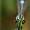 Eastern Forktail