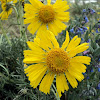 Alpine Sunflower