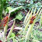 Large Milkweed Bugs(nymphs)