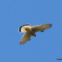 Kestrel