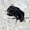 Cedar Beetle