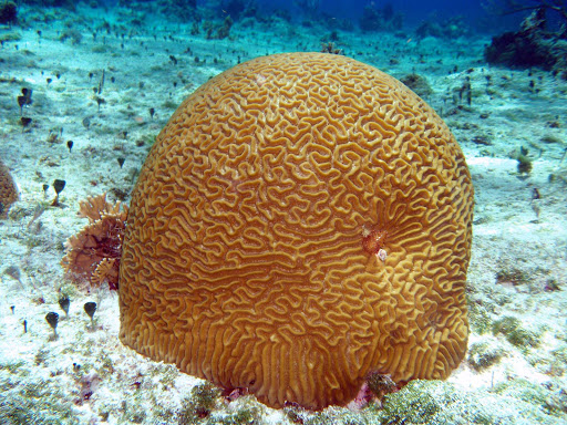 Think! A sighting of brain coral near a reef off Cozumel.