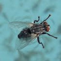 A very lucky Common Housefly