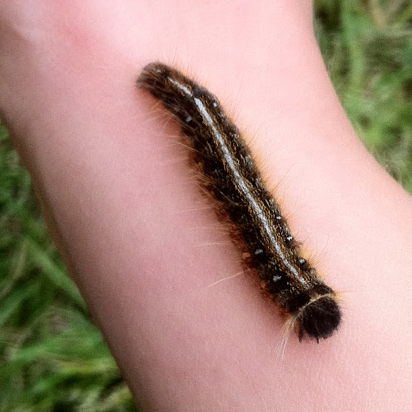 Eastern tent caterpillar Project Noah