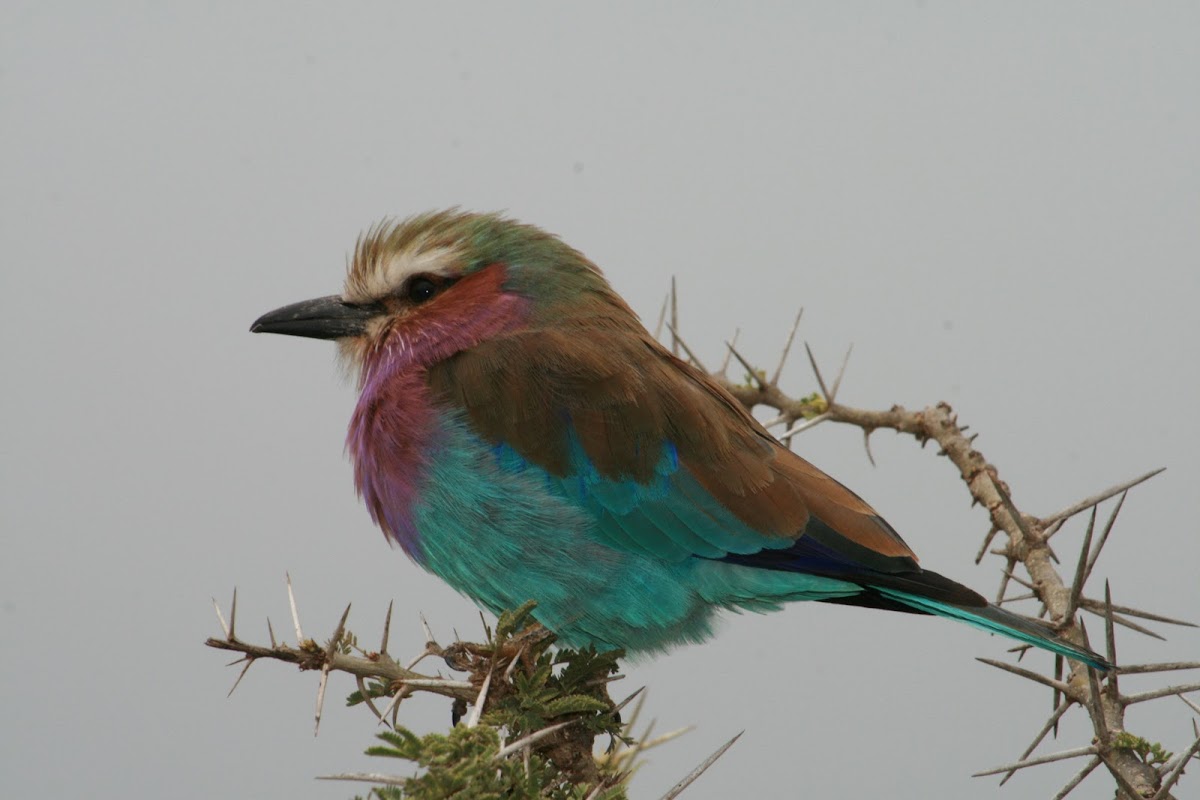 Lilac-breasted Roller