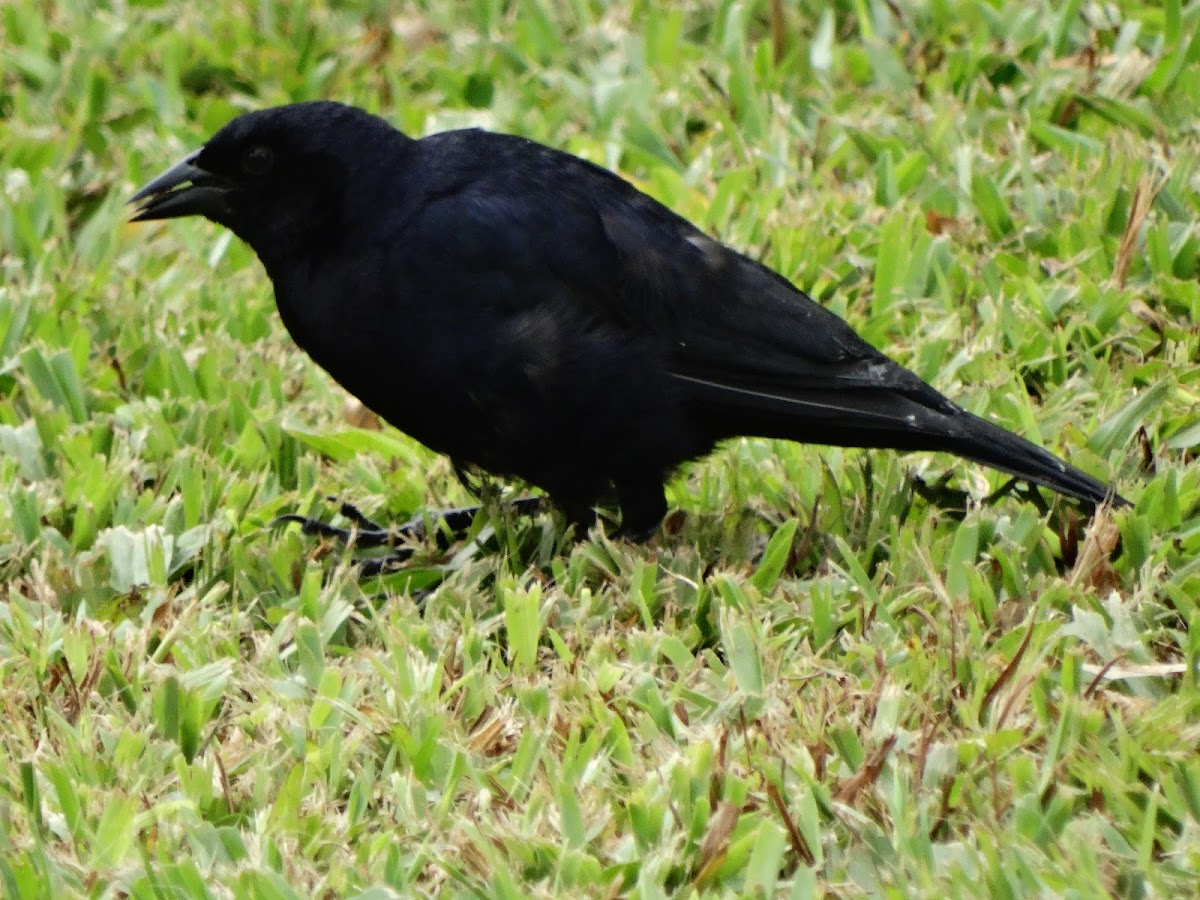 Shiny Cowbird