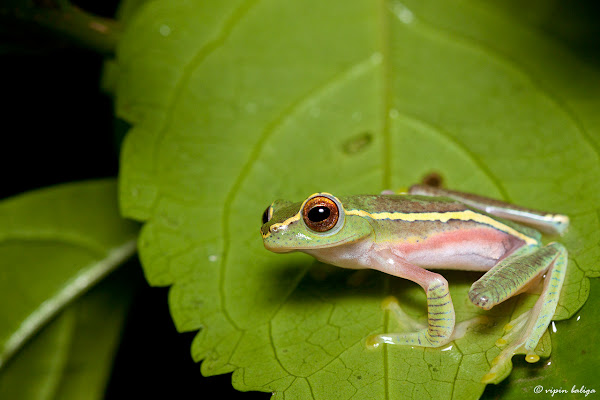 Winged Gliding Frog | Project Noah