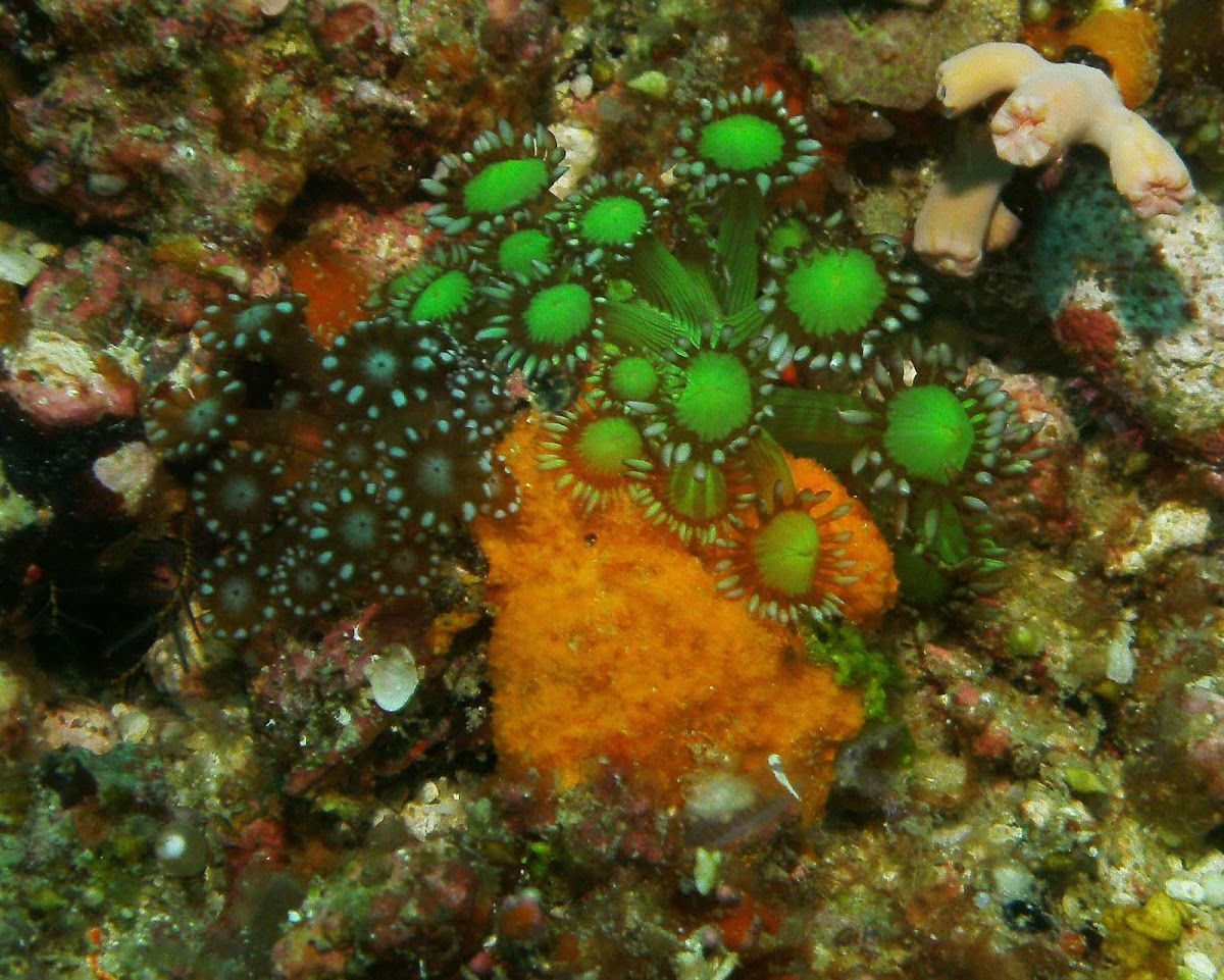 Flower pot coral