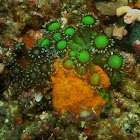 Flower pot coral