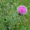 Spear Thistle