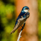 Tree Swallow