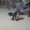 Pinguim-de-Magalhães