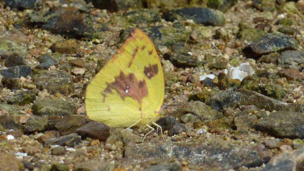 Clouded yellow butterfly 黃紋粉蝶