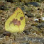 Clouded yellow butterfly 黃紋粉蝶