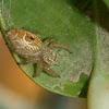 Jumping Spider (female)