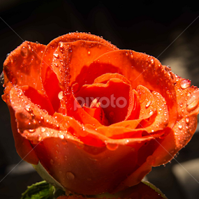 by Sanjay Nagaonkar - Flowers Single Flower