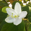 വെള്ളമന്ദാരം, ஆத்தி,  শ্বেত কাঞ্চন, Dwarf White Bauhinia, White Orchid-tree and Snowy Orchid-tree
