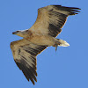 White-bellied Sea Eagle