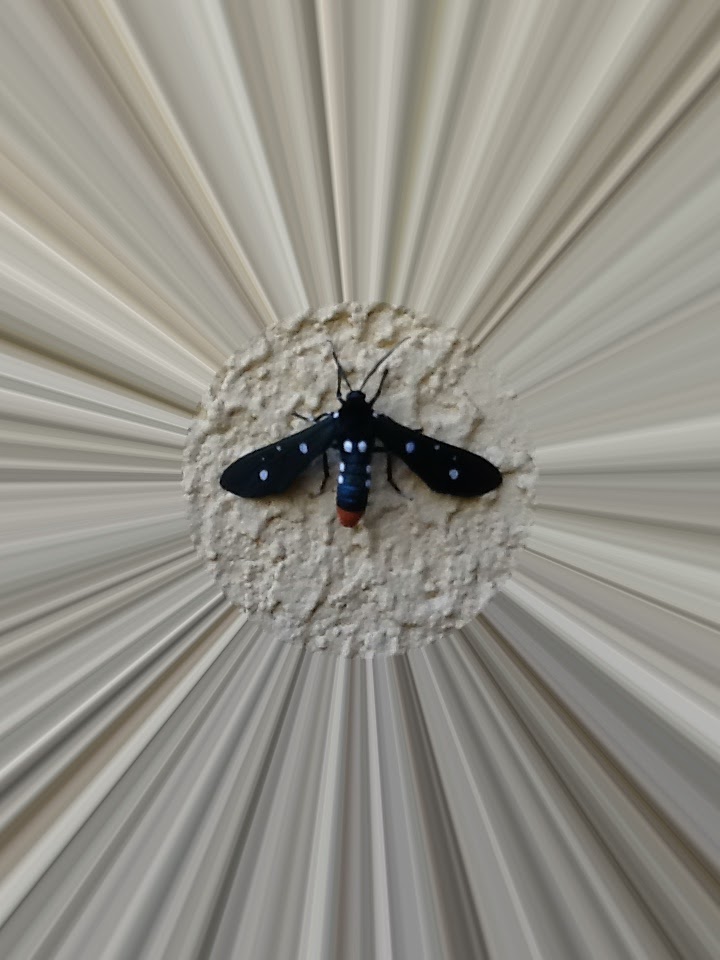 Polka- Dot Wasp Moth