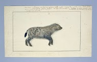 Crocuta crocuta (Spotted hyena)