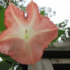 Angel trumpet