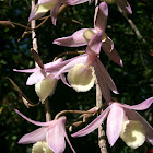 Vesak Orchid