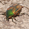 Green June beetle (male)