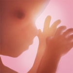 Cover Image of ダウンロード 妊娠+|トラッカーアプリ、毎週3D  APK