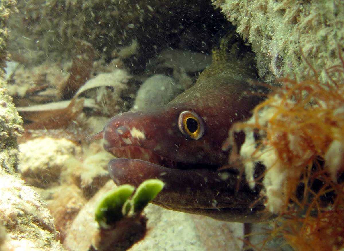 Caribbean Chestnut Moray Eel